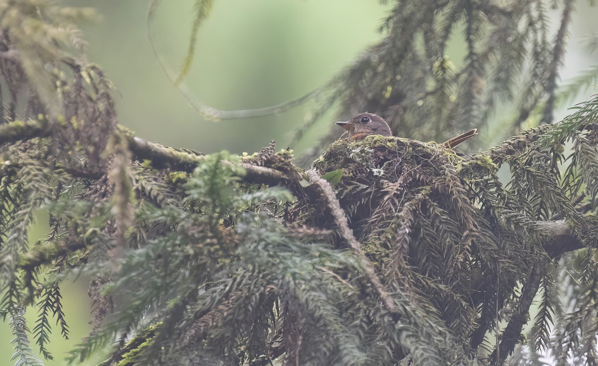 Ferruginous Flycatcher - ML643354095