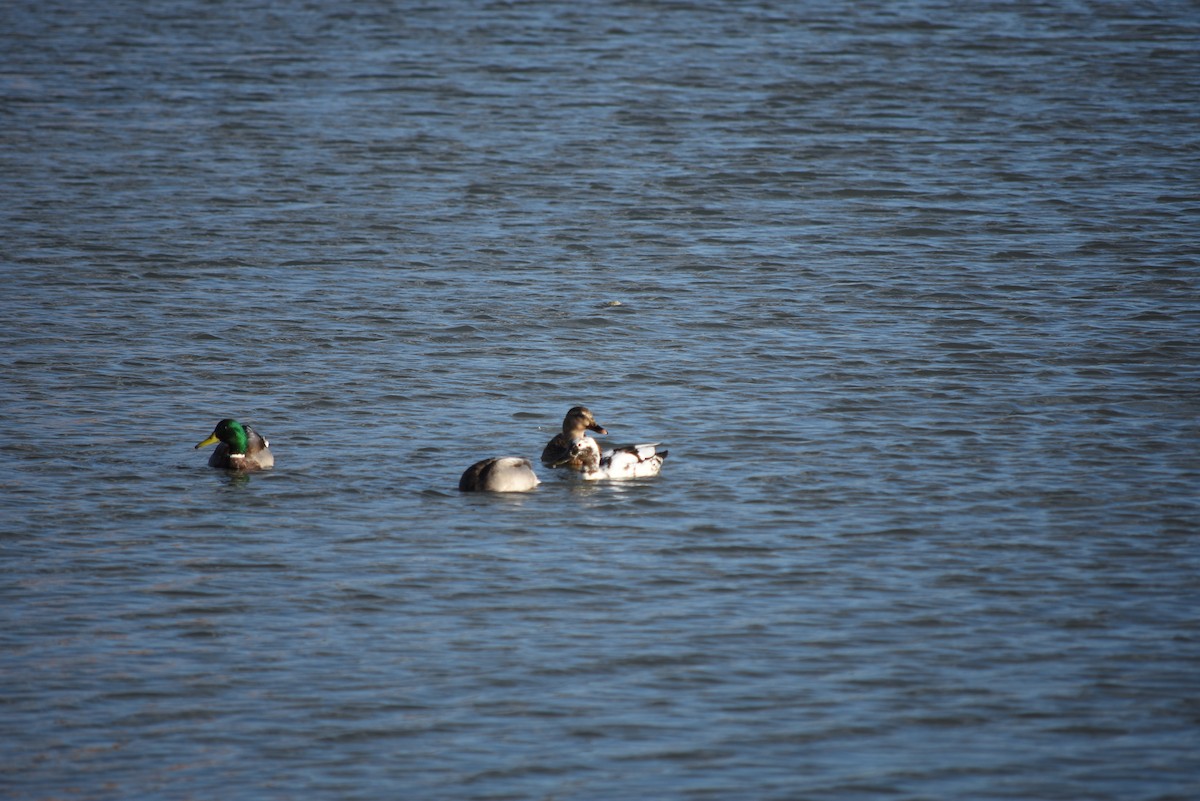 Крижень звичайний - ML643354102