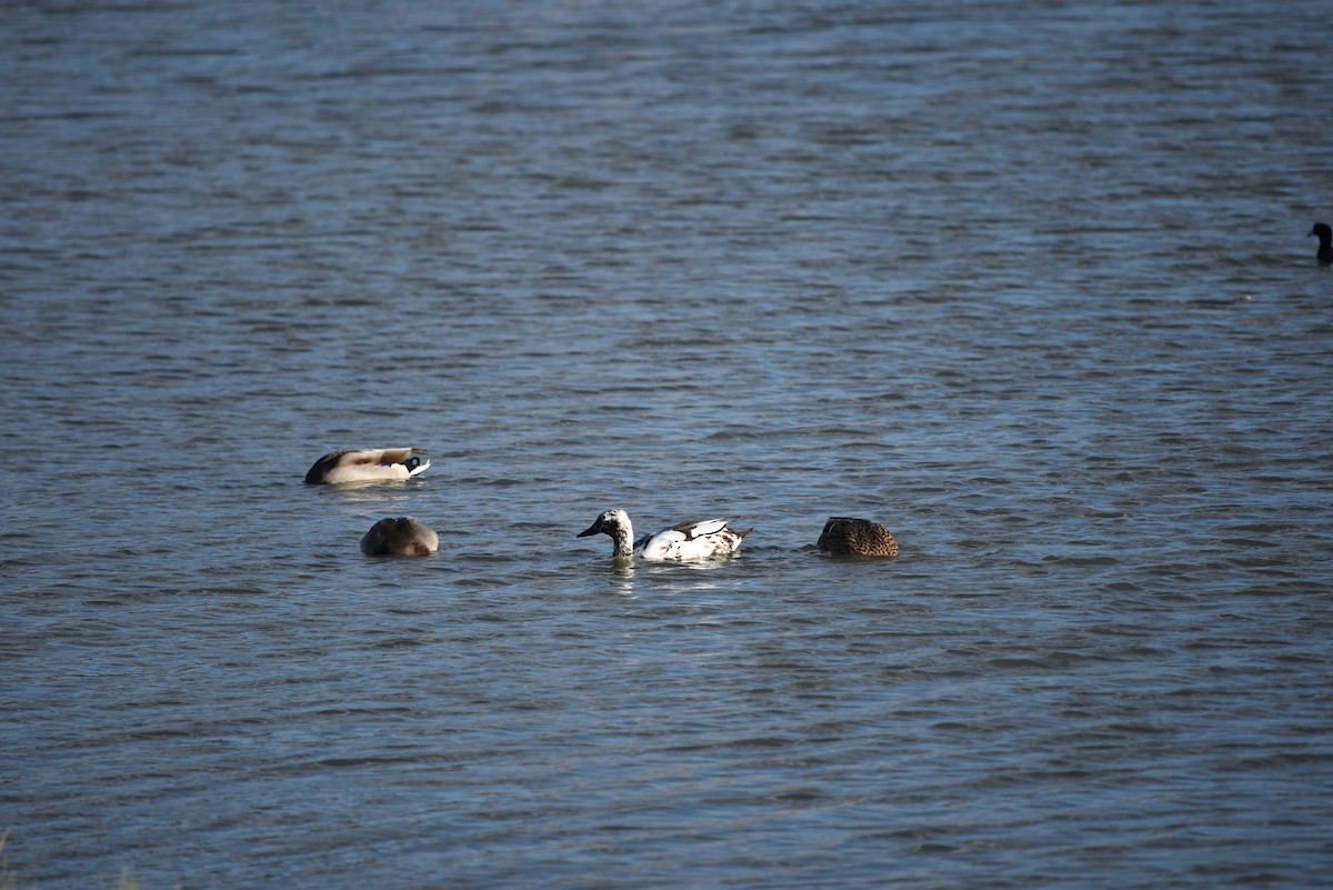 Крижень (свійський) - ML643354104