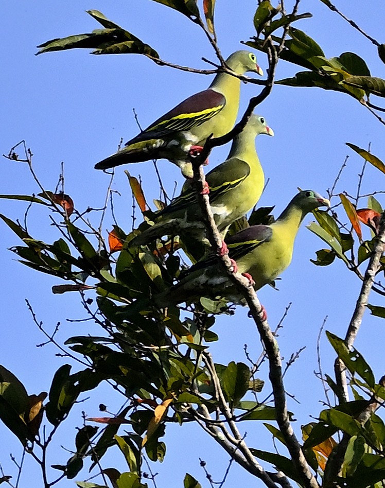 Thick-billed Green-Pigeon - ML643354105