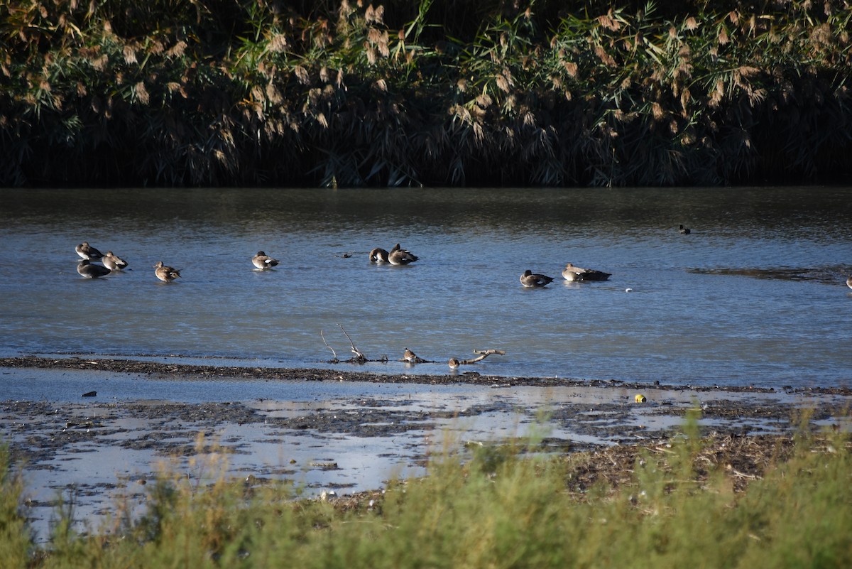 Пісочник крикливий - ML643354113