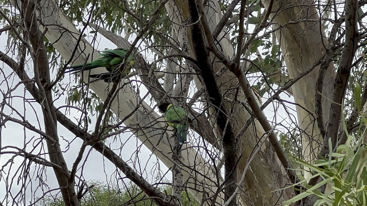 Australian Ringneck - ML643354127