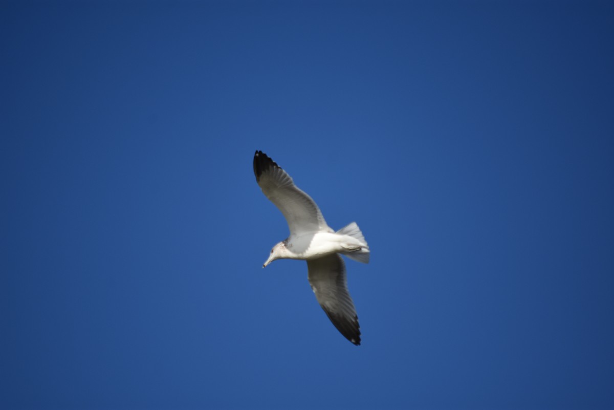 Мартин делаверський - ML643354128