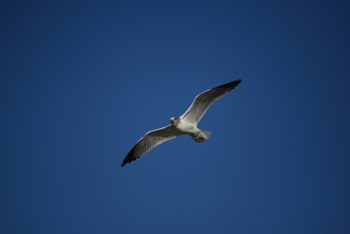 Мартин делаверський - ML643354129