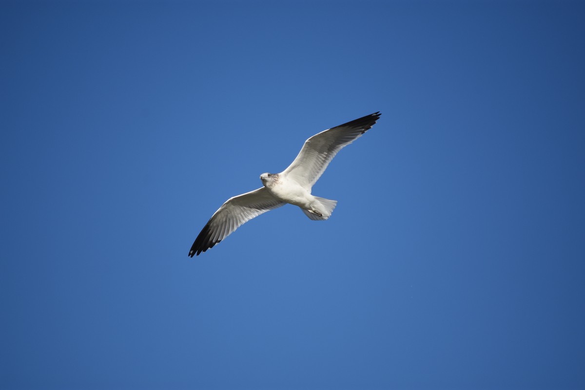 Мартин делаверський - ML643354130