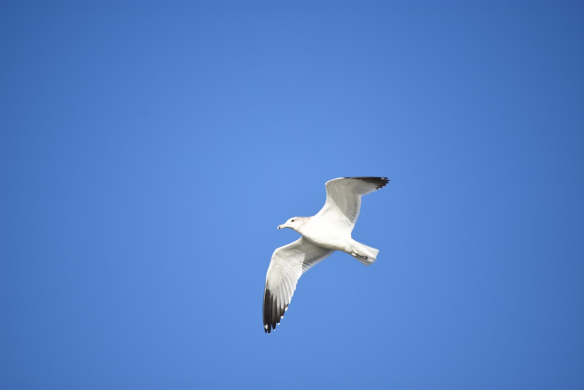 Мартин делаверський - ML643354131