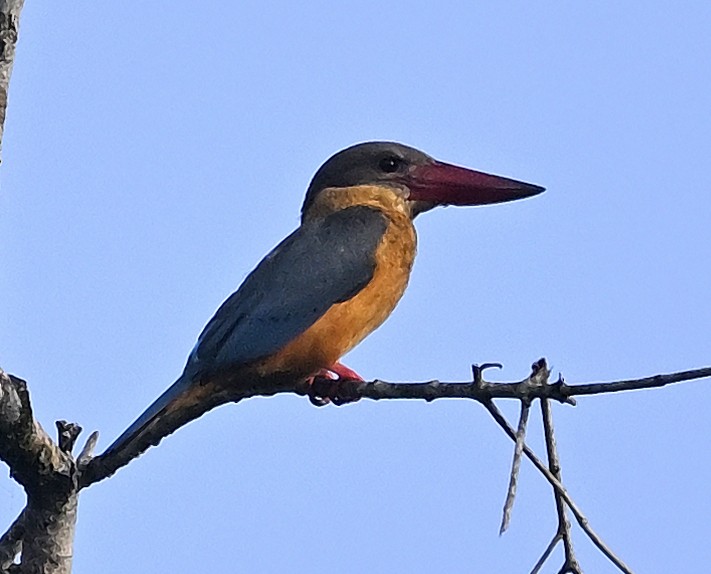 Stork-billed Kingfisher - ML643354140