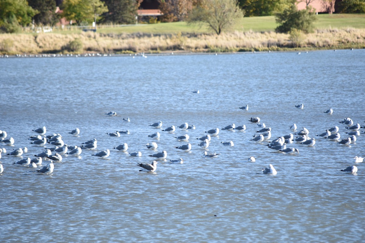 Мартин каліфорнійський - ML643354141