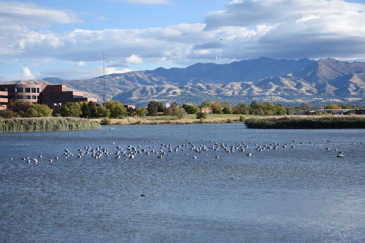 Мартин каліфорнійський - ML643354142