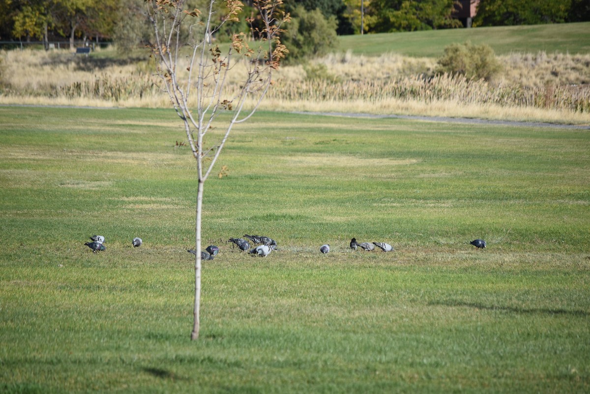 Голуб сизий (міський) - ML643354147