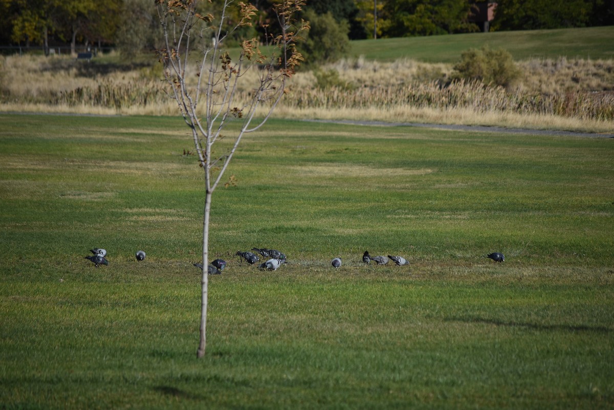 Голуб сизий (міський) - ML643354148