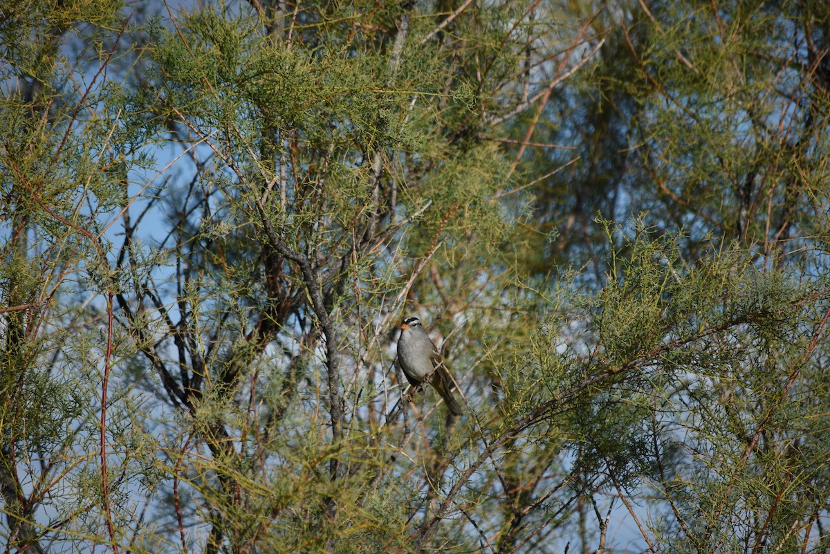 Бруант білобровий - ML643354161