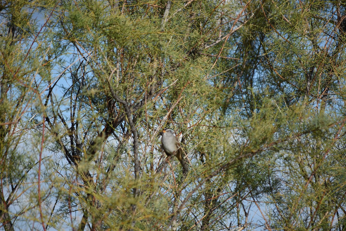 Бруант білобровий - ML643354162