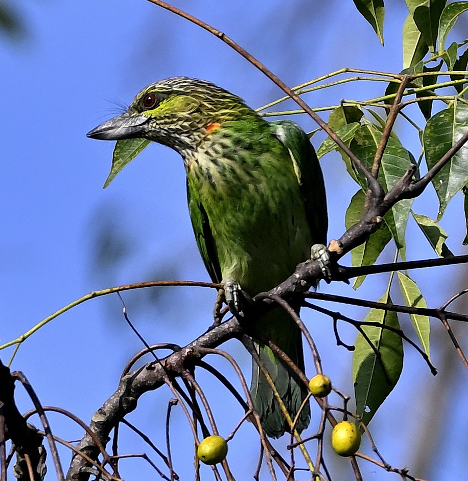 Green-eared Barbet - ML643354167
