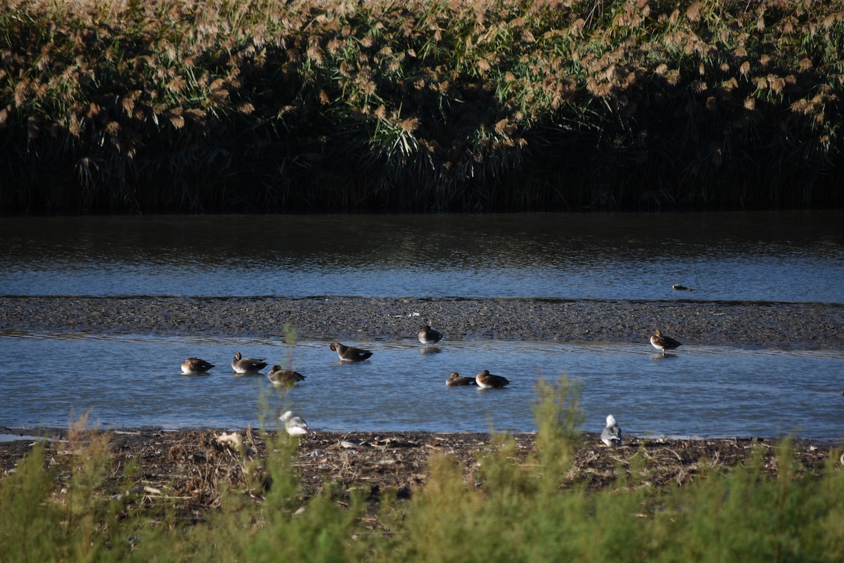 Нерозень - ML643354200