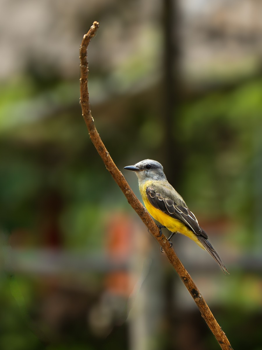 Tropical Kingbird - ML643354208