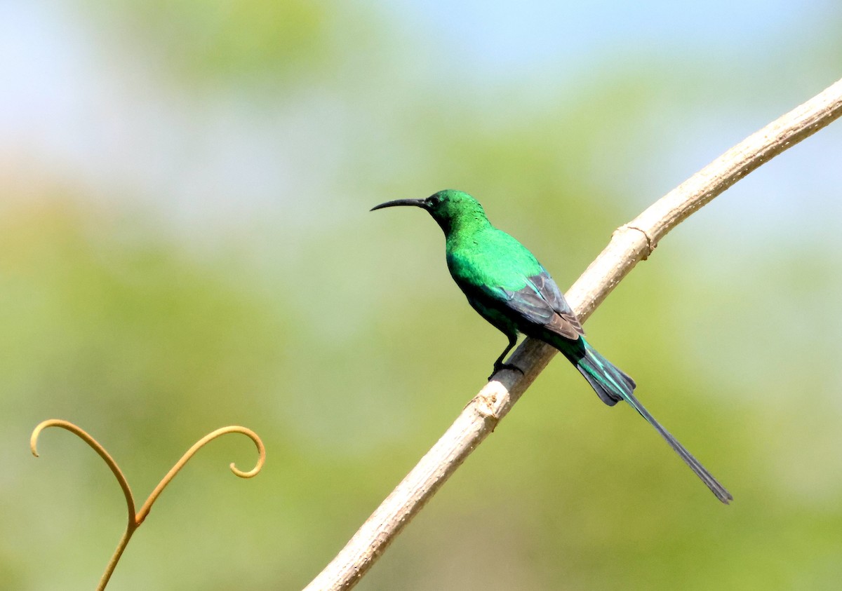Malachite Sunbird - ML643354235