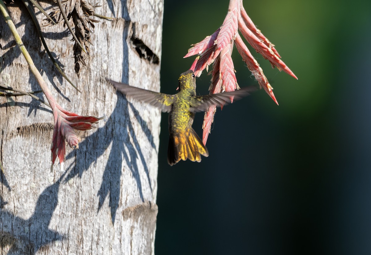 Gilded Hummingbird - ML643354291
