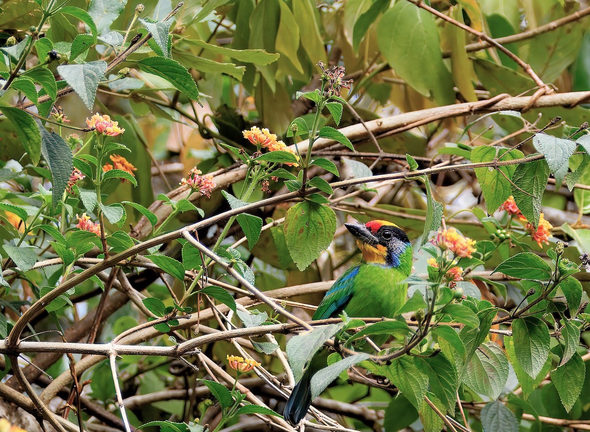 Necklaced Barbet - ML643354335