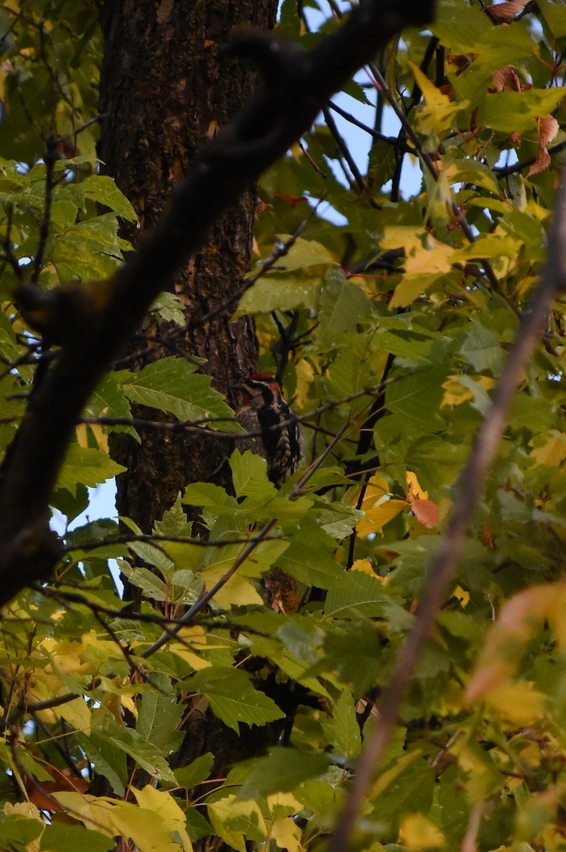 Pic à nuque rouge - ML643354336