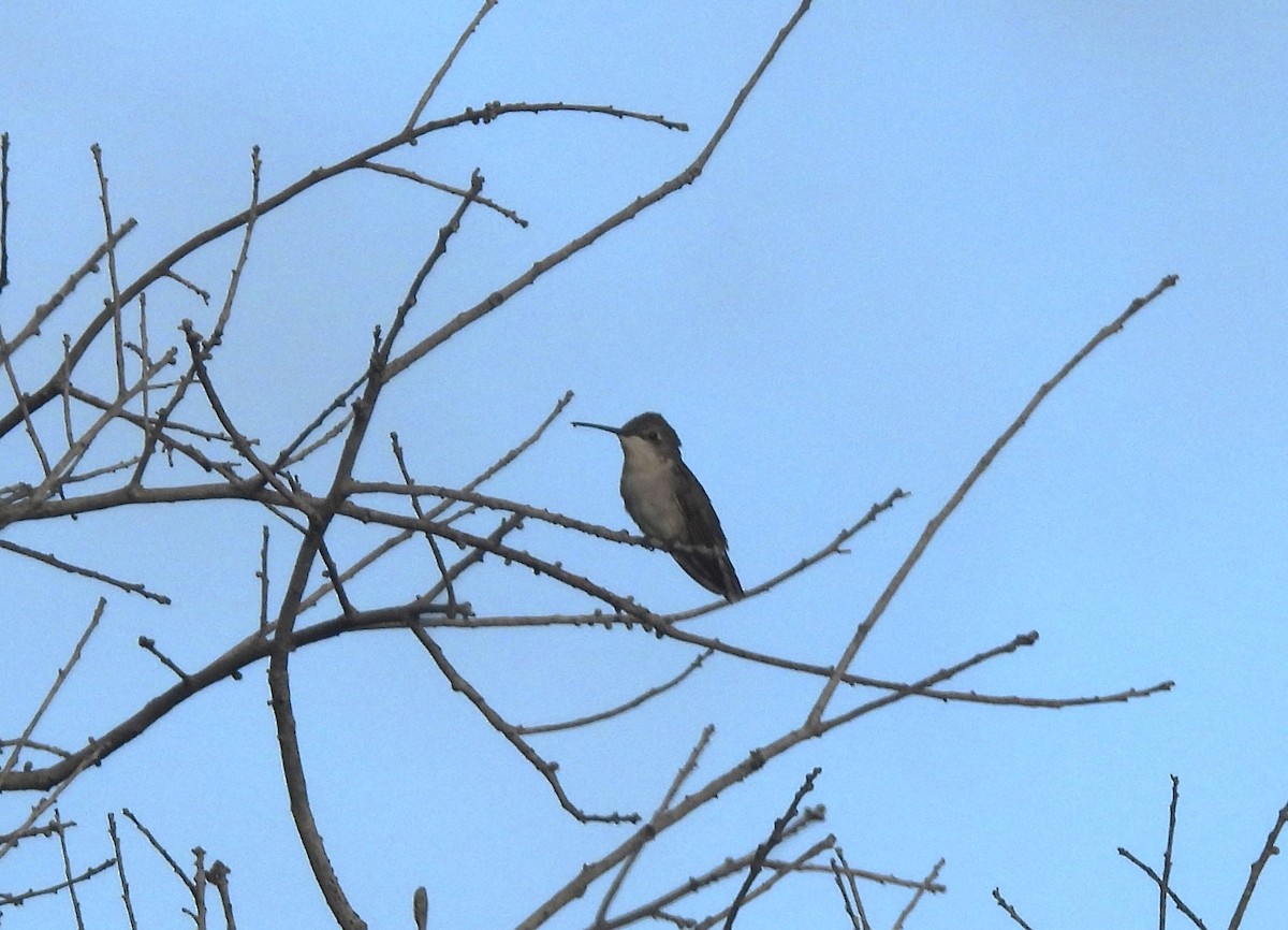 Ruby-throated Hummingbird - ML643354355