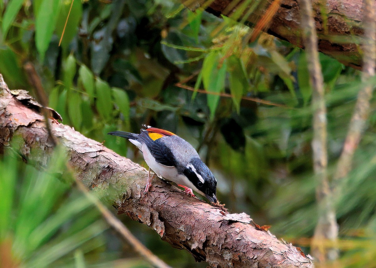 White-browed Shrike-Babbler - ML643354356
