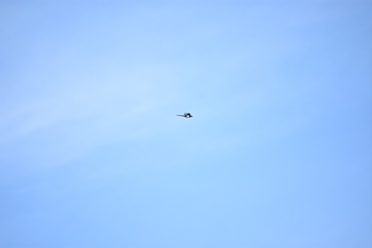 Pie d'Amérique - ML643354359