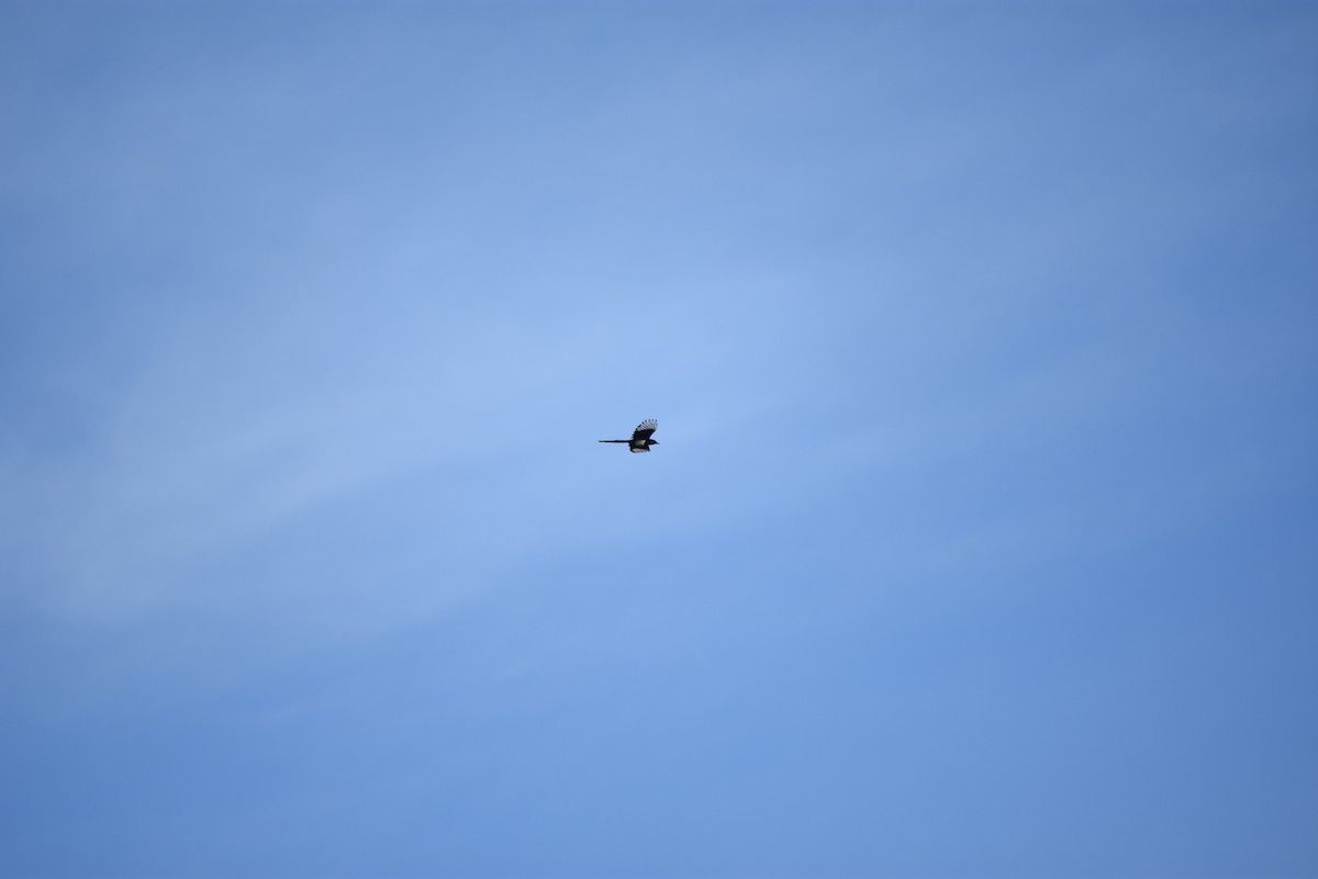 Pie d'Amérique - ML643354360