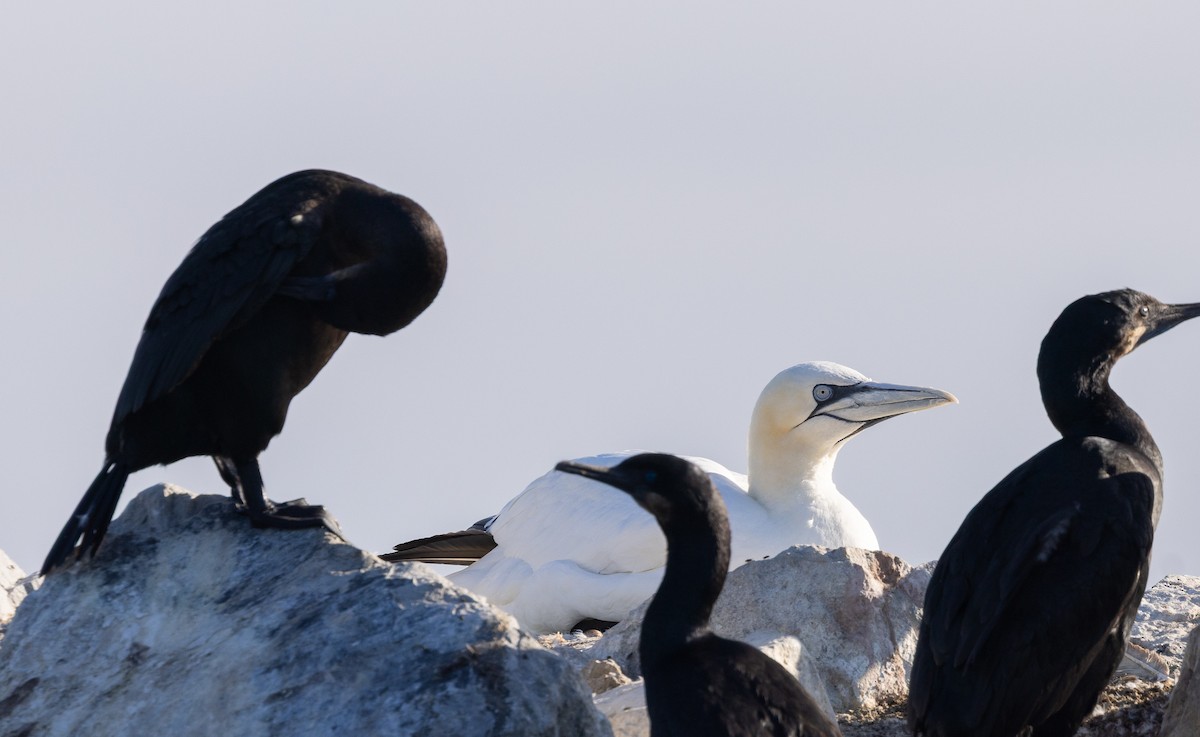 Brandt's Cormorant - ML643354378