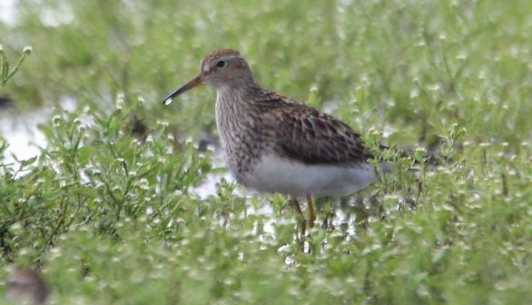Pectoral Sandpiper - ML643354380