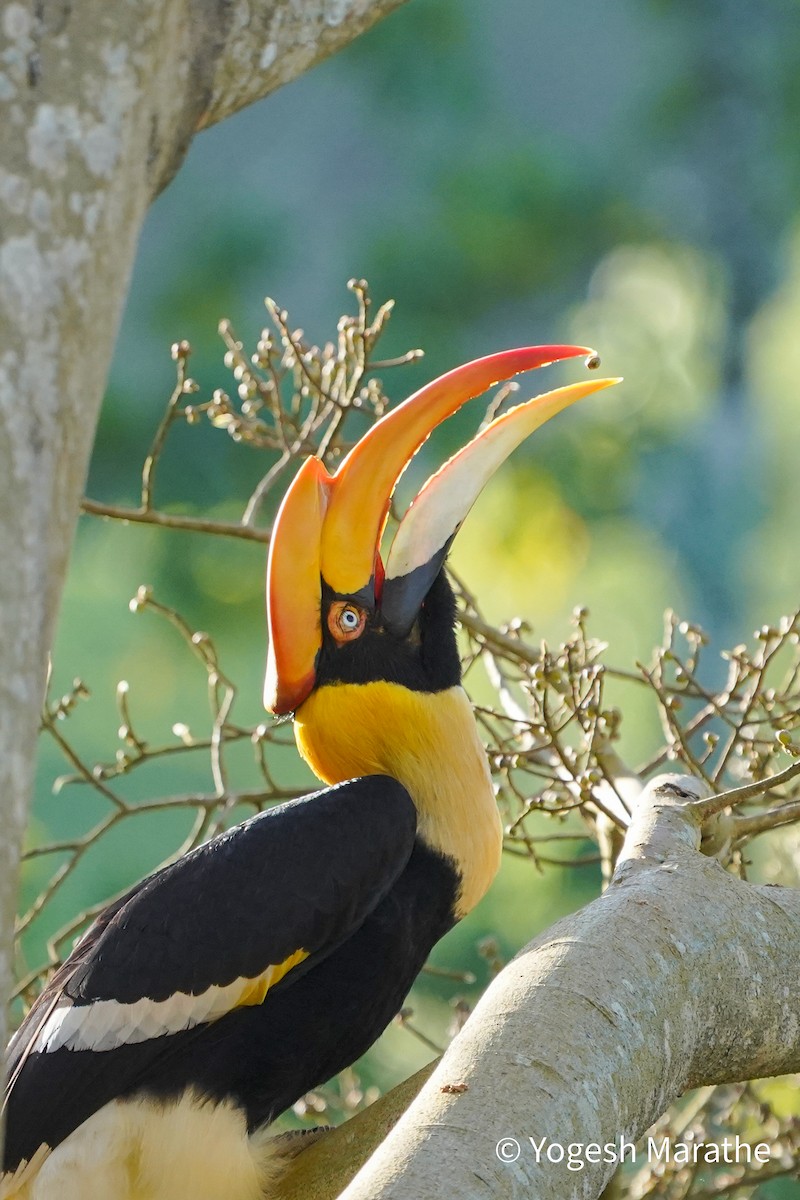 Great Hornbill - ML643354382