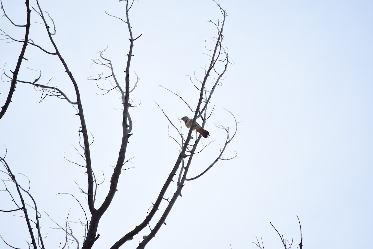 Pic flamboyant (groupe cafer) - ML643354386