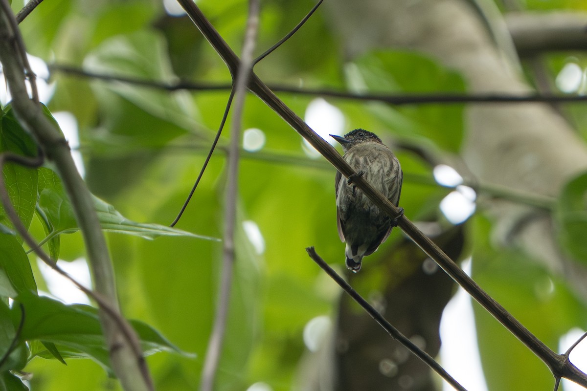 Grayish Piculet - ML643354420