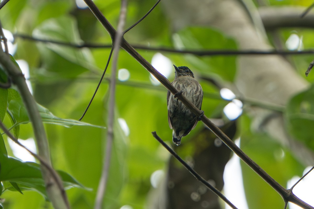 Grayish Piculet - ML643354421