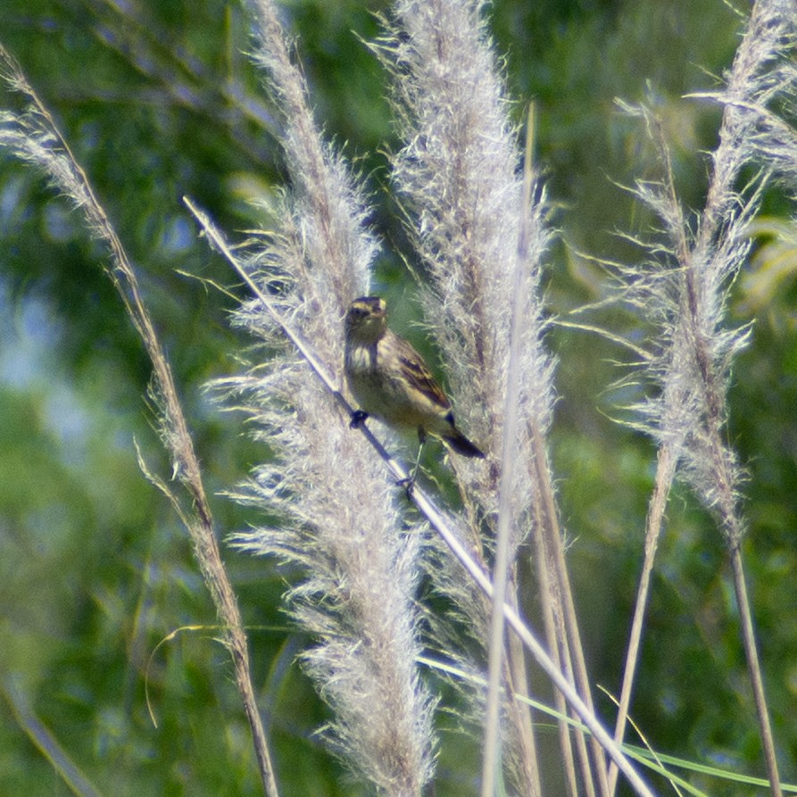 Wren-like Rushbird - ML643354425