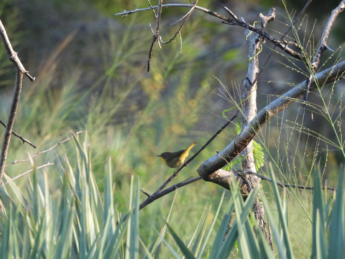 Common Yellowthroat - ML643354433