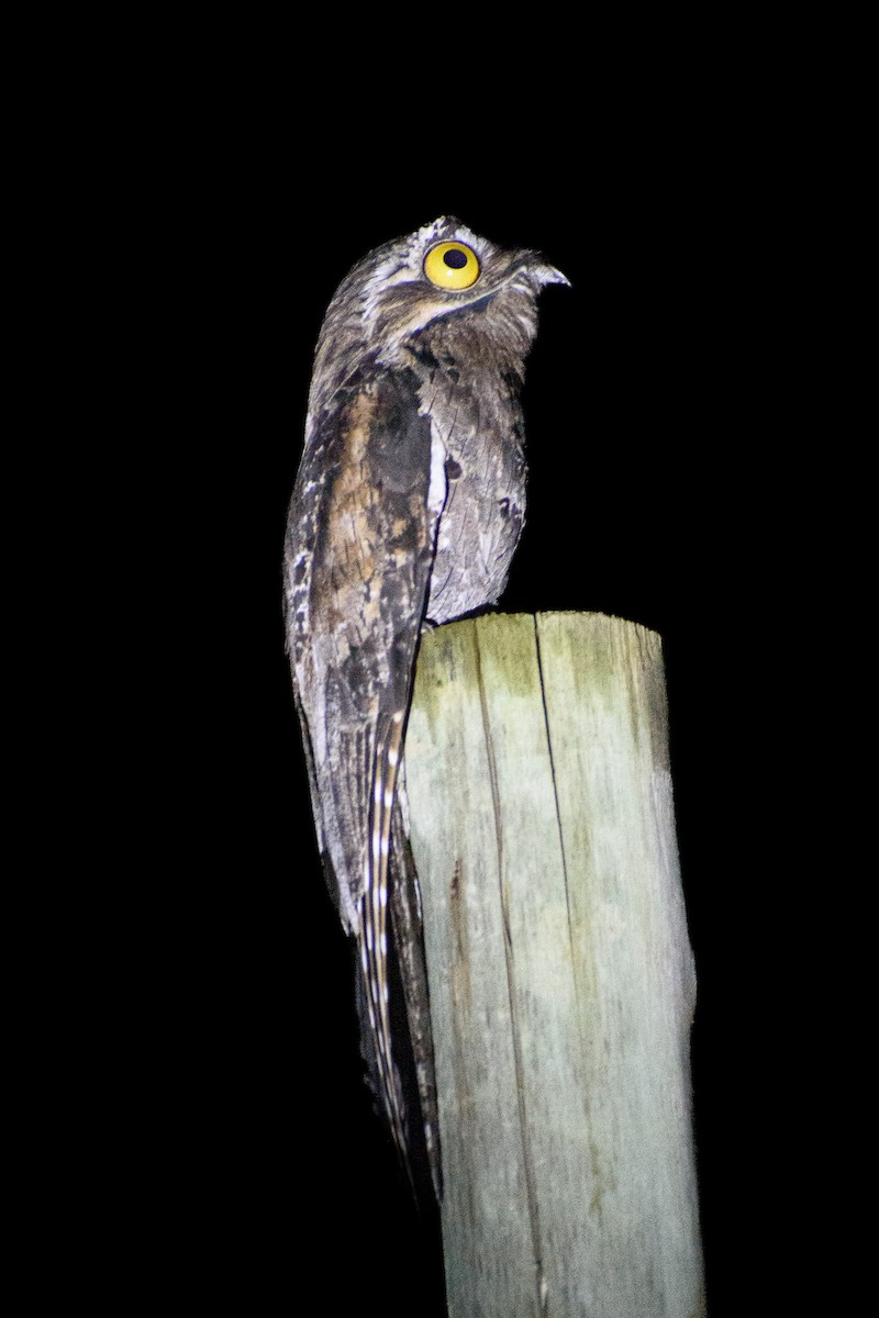 Common Potoo - ML643354437