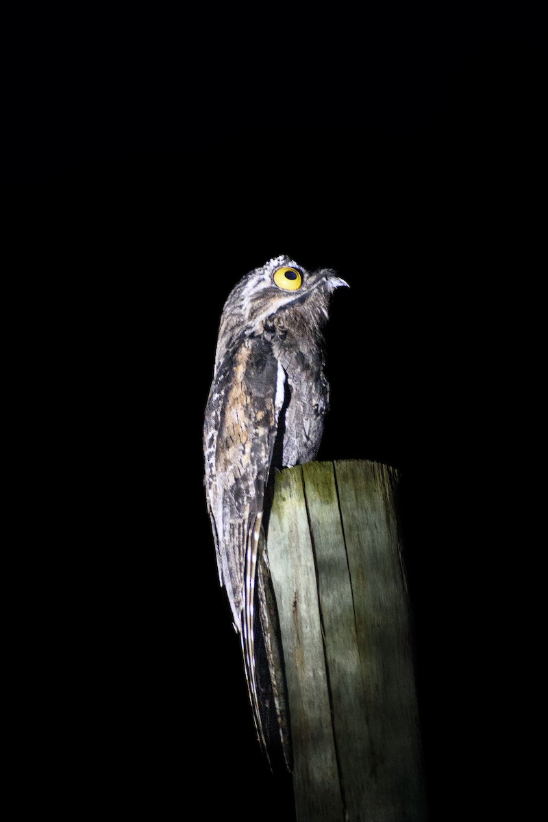 Common Potoo - ML643354438