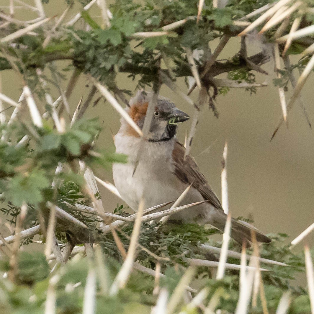Kenya Rufous Sparrow - ML643354443