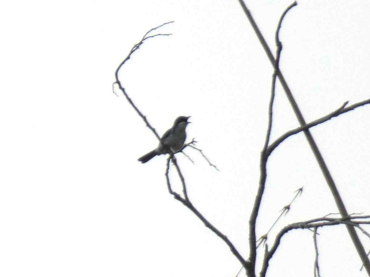 African Forest-Flycatcher - ML643354444