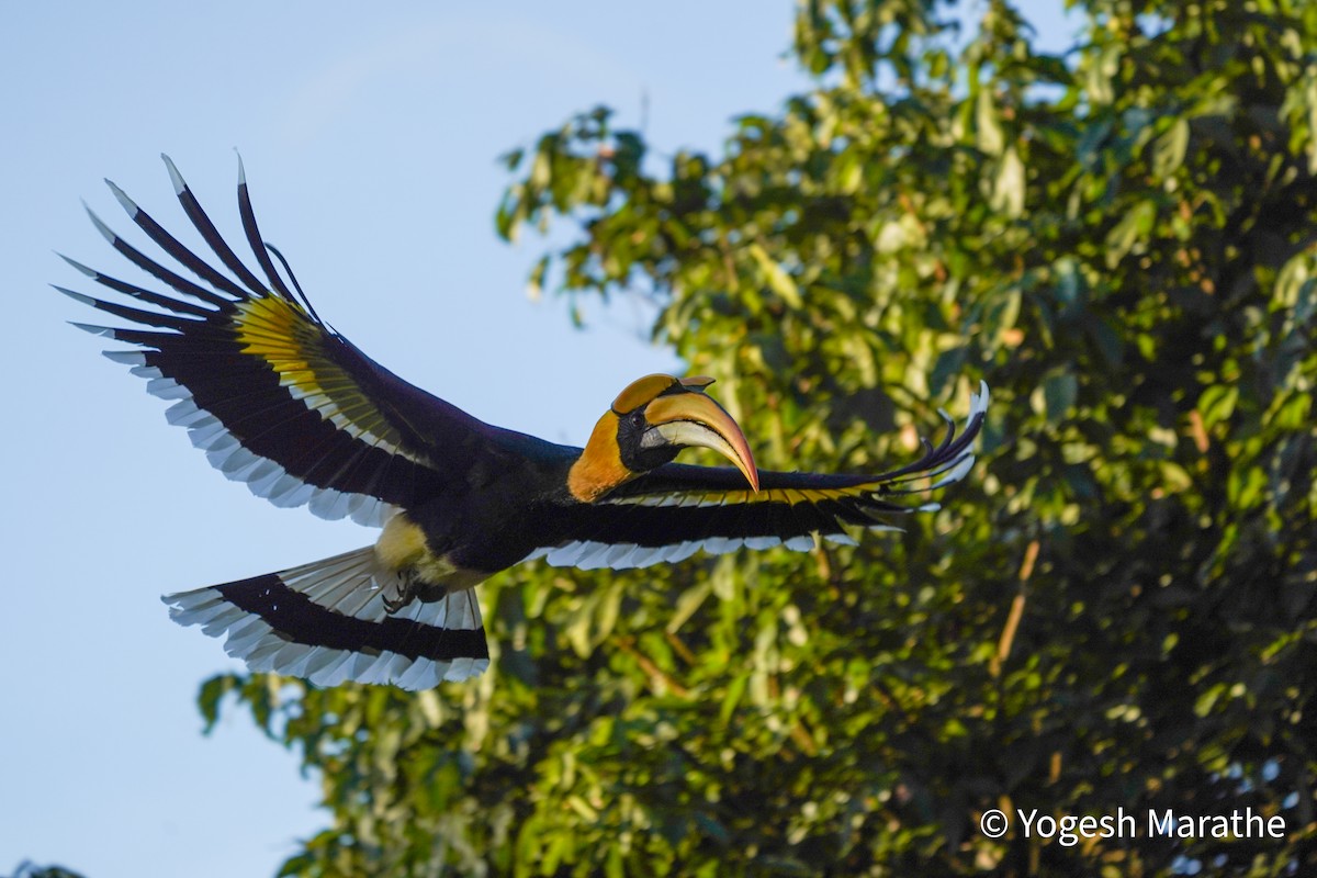 Great Hornbill - ML643354469