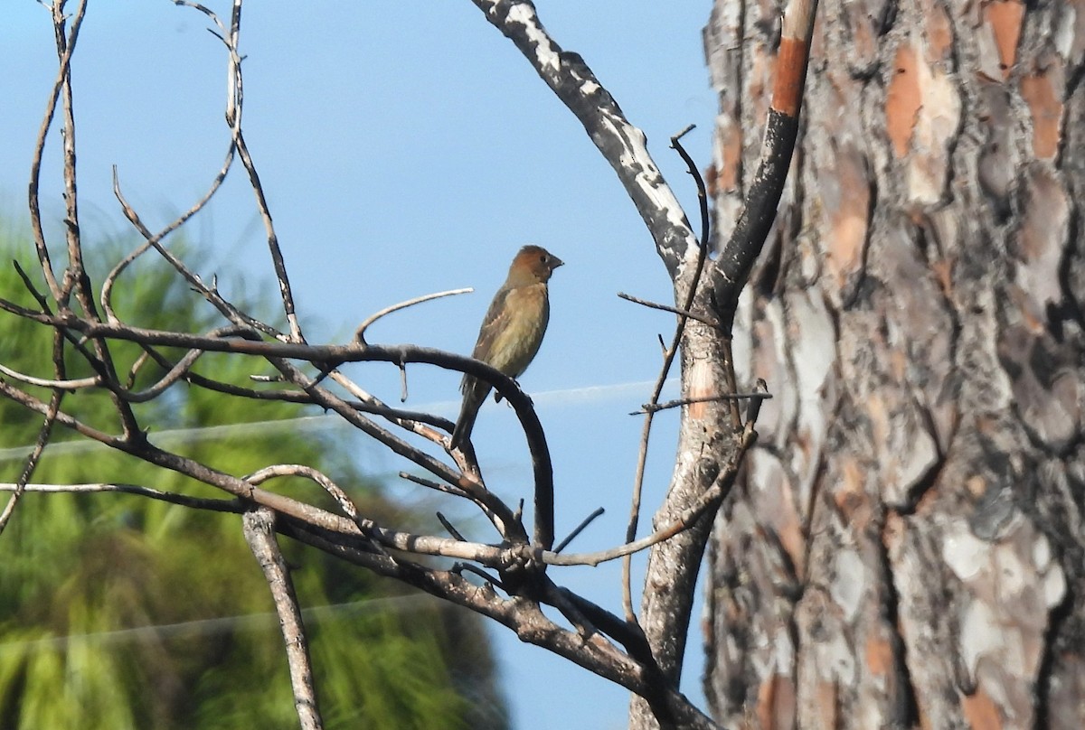 Blue Grosbeak - ML643354476
