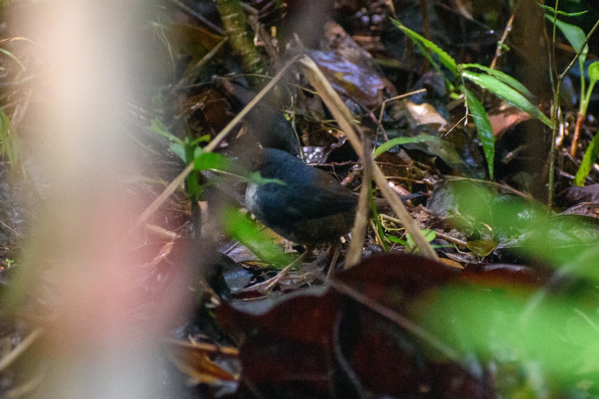 White-breasted Tapaculo - ML643354521