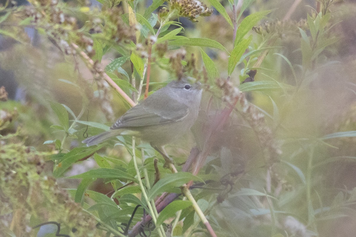 oransjekroneparula - ML643354522