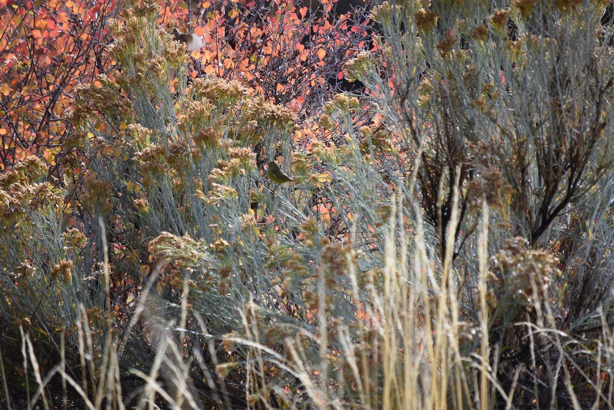 Paruline verdâtre - ML643354530