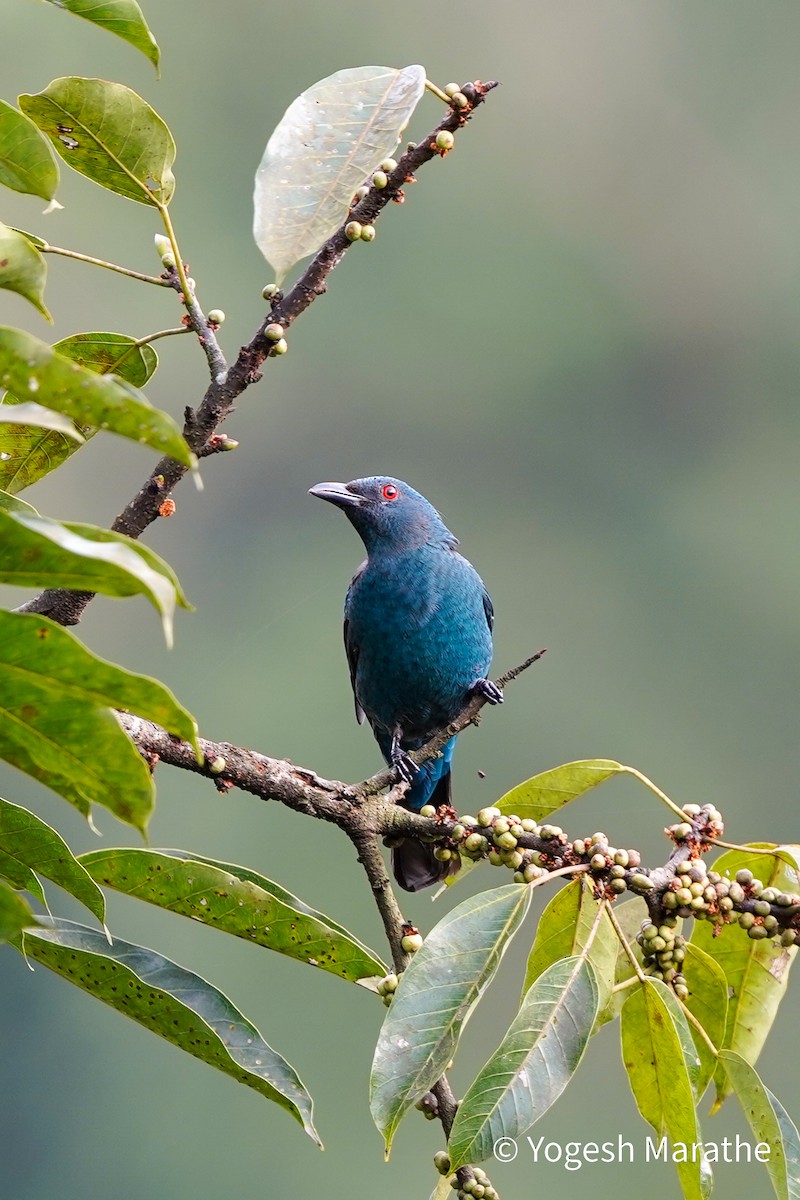 Asian Fairy-bluebird - ML643354540