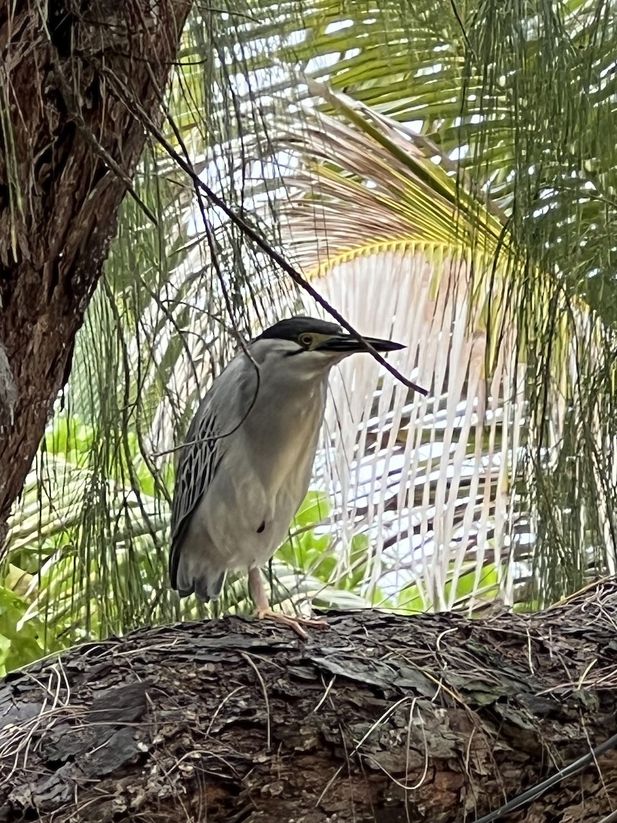 Striated Heron - ML643354562