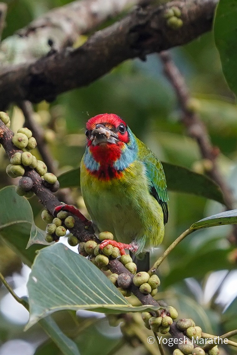 Malabar Barbet - ML643354571