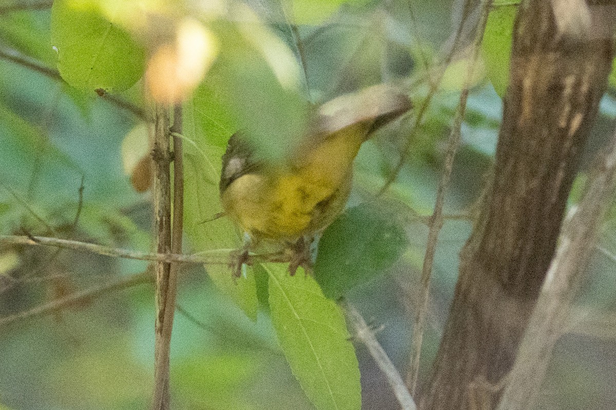 markparula - ML643354579