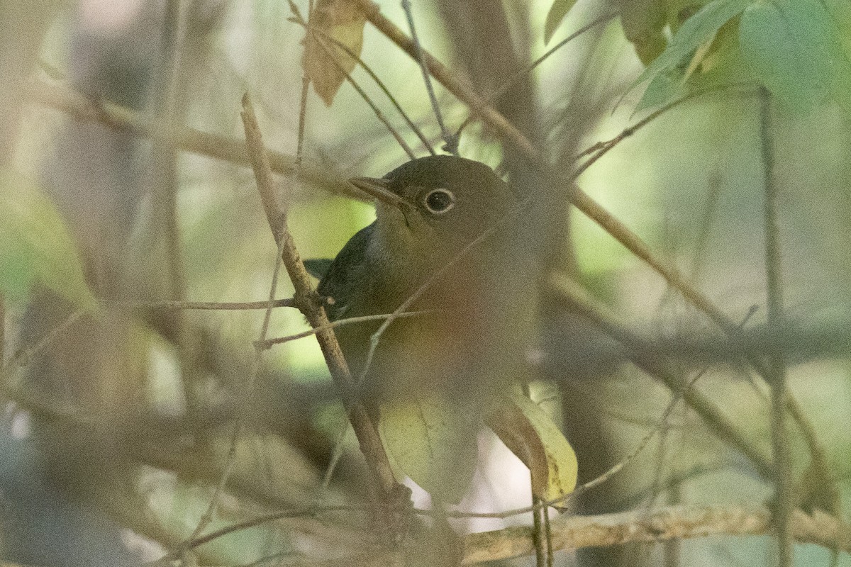 markparula - ML643354580